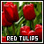  Flowers: Red Tulips