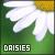  Flowers: Daisies