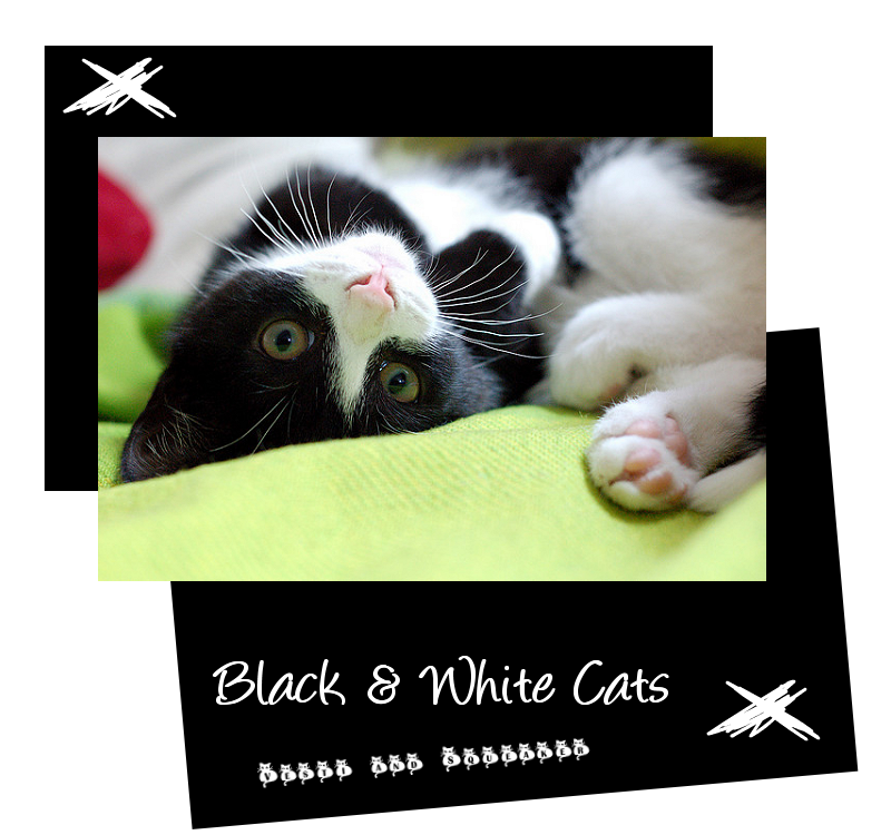 Cats: Black & White